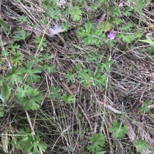 Geranium sp. at Bruce, ACT - 17 Oct 2022