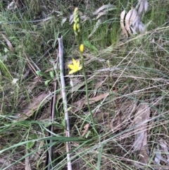 Bulbine bulbosa (Golden Lily) at Bruce, ACT - 17 Oct 2022 by jgiacon