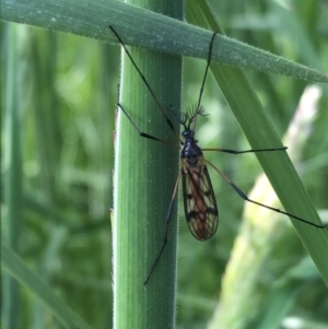 Gynoplistia sp. (genus) at Bruce, ACT - 17 Oct 2022