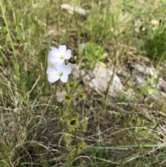 Drosera gunniana (Pale Sundew) at Flea Bog Flat to Emu Creek Corridor - 17 Oct 2022 by JohnGiacon