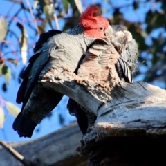 Callocephalon fimbriatum (Gang-gang Cockatoo) at GG38 - 16 Oct 2022 by LisaH