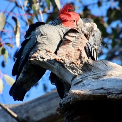 Callocephalon fimbriatum (Gang-gang Cockatoo) at Hughes, ACT - 16 Oct 2022 by LisaH