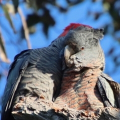 Callocephalon fimbriatum at Hughes, ACT - 16 Oct 2022