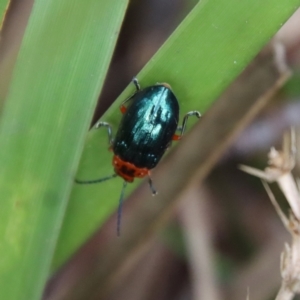 Lamprolina (genus) at Mongarlowe, NSW - suppressed