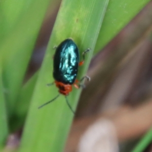 Lamprolina (genus) at Mongarlowe, NSW - suppressed