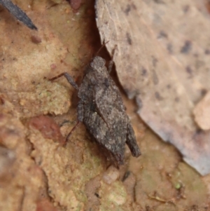 Tetrigidae (family) at Mongarlowe, NSW - suppressed