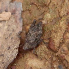 Tetrigidae (family) at Mongarlowe, NSW - suppressed