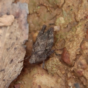 Tetrigidae (family) at Mongarlowe, NSW - suppressed