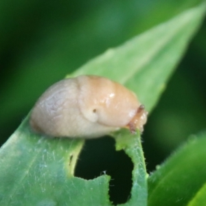 Deroceras sp. (genus) at Hughes, ACT - 17 Oct 2022