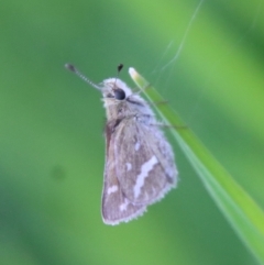 Taractrocera papyria (White-banded Grass-dart) at Hughes, ACT - 16 Oct 2022 by LisaH