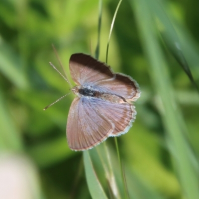 Zizina otis (Common Grass-Blue) at Hughes, ACT - 16 Oct 2022 by LisaH