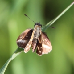 Taractrocera papyria (White-banded Grass-dart) at Hughes, ACT - 16 Oct 2022 by LisaH