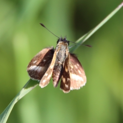 Taractrocera papyria (White-banded Grass-dart) at Hughes, ACT - 16 Oct 2022 by LisaH