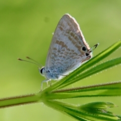 Lampides boeticus (Long-tailed Pea-blue) at Hughes, ACT - 16 Oct 2022 by LisaH