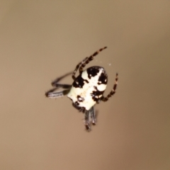 Plebs eburnus (Eastern bush orb-weaver) at Hughes, ACT - 16 Oct 2022 by LisaH