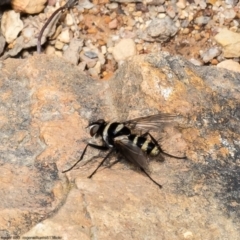 Trigonospila sp. (genus) (A Bristle Fly) at Bruce, ACT - 17 Oct 2022 by Roger