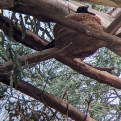 Corcorax melanorhamphos (White-winged Chough) at Brocklesby, NSW - 11 Oct 2022 by Darcy