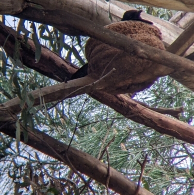 Corcorax melanorhamphos (White-winged Chough) at Brocklesby, NSW - 12 Oct 2022 by Darcy
