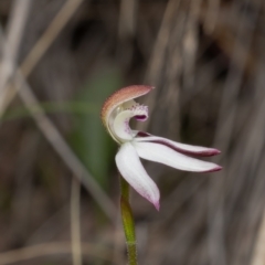 Caladenia moschata (Musky Caps) at Bruce, ACT - 16 Oct 2022 by Roger