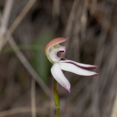 Caladenia moschata (Musky Caps) at Bruce, ACT - 16 Oct 2022 by Roger