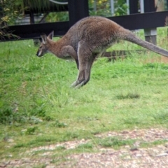 Notamacropus rufogriseus (Red-necked Wallaby) at Nariel Valley, VIC - 14 Oct 2022 by Darcy