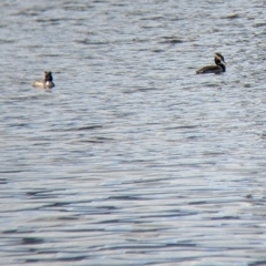 Podiceps cristatus (Great Crested Grebe) at Colac Colac, VIC - 15 Oct 2022 by Darcy