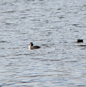 Podiceps cristatus at Colac Colac, VIC - suppressed