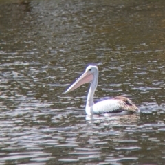 Pelecanus conspicillatus (Australian Pelican) at Colac Colac, VIC - 15 Oct 2022 by Darcy