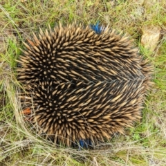 Tachyglossus aculeatus at Harrison, ACT - 18 Oct 2022