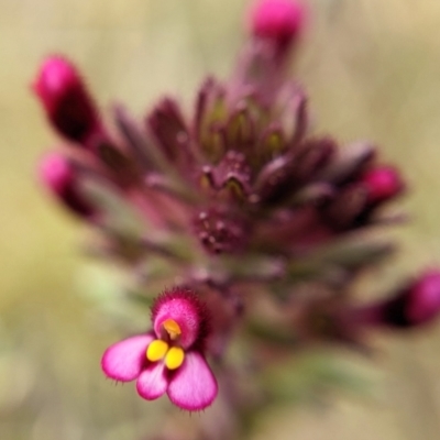 Parentucellia latifolia (Red Bartsia) at Throsby, ACT - 18 Oct 2022 by BelindaWilson