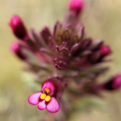 Parentucellia latifolia (Red Bartsia) at Throsby, ACT - 17 Oct 2022 by BelindaWilson