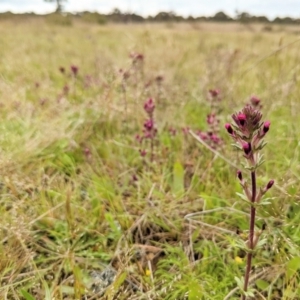 Parentucellia latifolia at Throsby, ACT - 18 Oct 2022