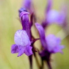 Linaria pelisseriana (Pelisser's Toadflax) at Throsby, ACT - 18 Oct 2022 by BelindaWilson