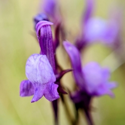 Linaria pelisseriana (Pelisser's Toadflax) at Throsby, ACT - 17 Oct 2022 by BelindaWilson