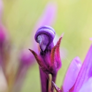 Linaria pelisseriana at Throsby, ACT - 18 Oct 2022 09:18 AM