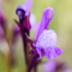 Linaria pelisseriana at Throsby, ACT - 18 Oct 2022