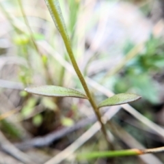 Linaria pelisseriana at Throsby, ACT - 18 Oct 2022 09:18 AM