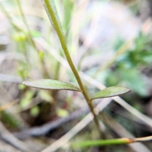 Linaria pelisseriana at Throsby, ACT - 18 Oct 2022 09:18 AM