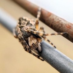 Salsa fuliginata (Sooty Orb-weaver) at Mulligans Flat - 16 Oct 2022 by BelindaWilson