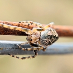 Salsa fuliginata at Throsby, ACT - 17 Oct 2022