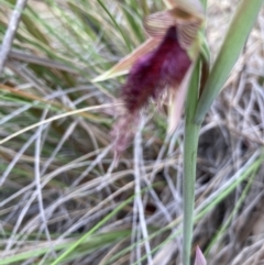Calochilus platychilus (Purple Beard Orchid) at Molonglo Valley, ACT - 17 Oct 2022 by Jenny54