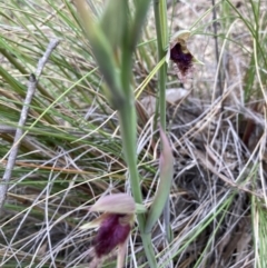 Calochilus platychilus at Molonglo Valley, ACT - suppressed