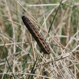 Noctuidae unclassified IMMATURE moth at Mount Clear, ACT - 15 Oct 2022 11:20 AM