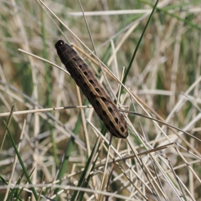 Noctuidae unclassified IMMATURE moth (Immature Noctuidae Moth) at Mount Clear, ACT - 15 Oct 2022 by RAllen