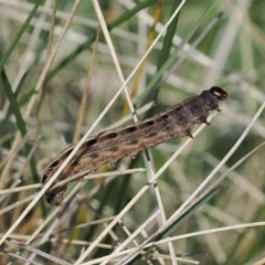 Noctuidae unclassified IMMATURE moth at Mount Clear, ACT - 15 Oct 2022 11:20 AM