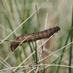 Noctuidae unclassified IMMATURE moth at Mount Clear, ACT - 15 Oct 2022 11:20 AM