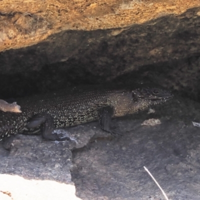 Egernia cunninghami (Cunningham's Skink) at Mount Clear, ACT - 15 Oct 2022 by RAllen