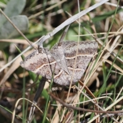 Antasia flavicapitata (Yellow-headed Heath Moth (Oenochrominae)) at Mount Clear, ACT - 15 Oct 2022 by RAllen