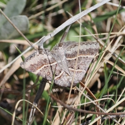 Antasia flavicapitata (Yellow-headed Heath Moth (Oenochrominae)) at Mount Clear, ACT - 15 Oct 2022 by RAllen