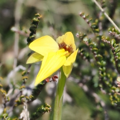 Diuris subalpina (Small Snake Orchid) at Mount Clear, ACT - 15 Oct 2022 by RAllen